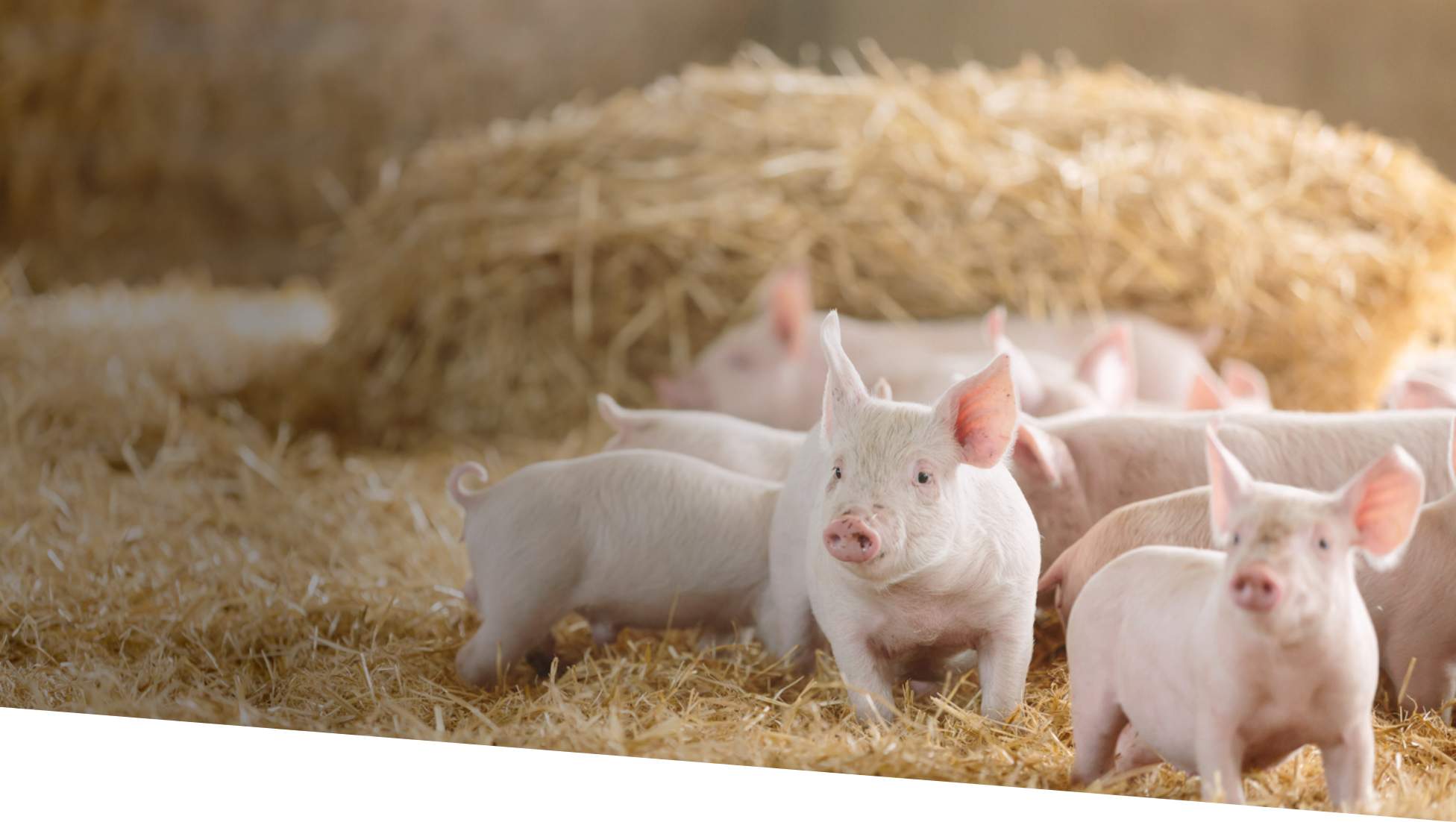 Сельская свинья. Животноводство свиноводство. Сельское хозяйство свиньи. Поросята на ферме. Сельское хозяйство животноводство свиноводство.